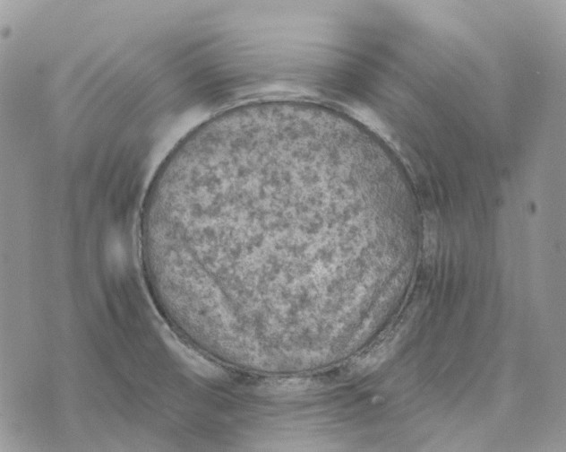 X0000072951474200608111613