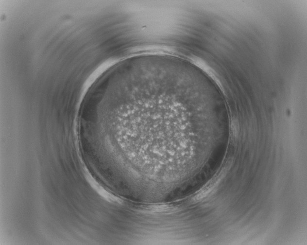 X0000072951482200608111613