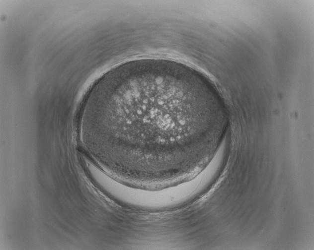 X0000072951506200608111612