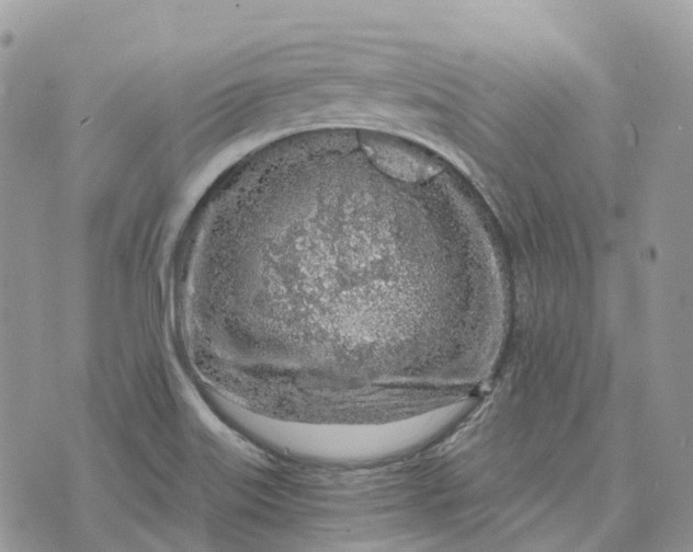 X0000072951515200608111612