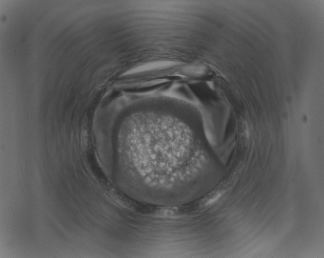 X0000072950080200608181417
