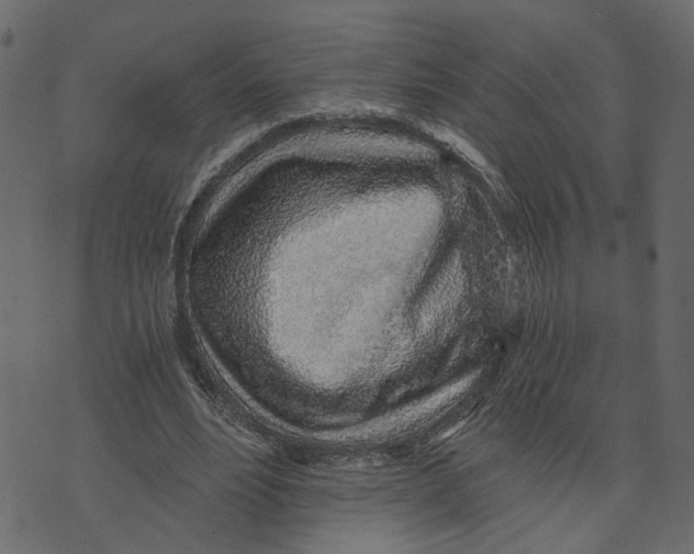 X0000072950488200608181410