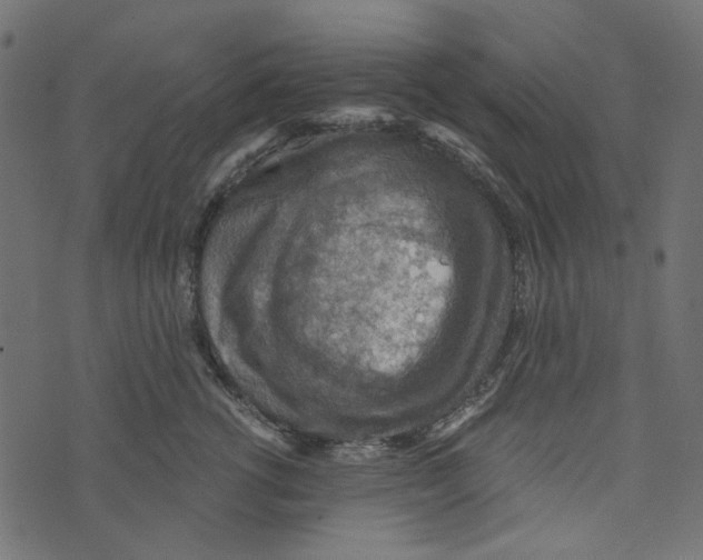 X0000072950762200608181406