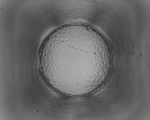 X0000072951079200608181400