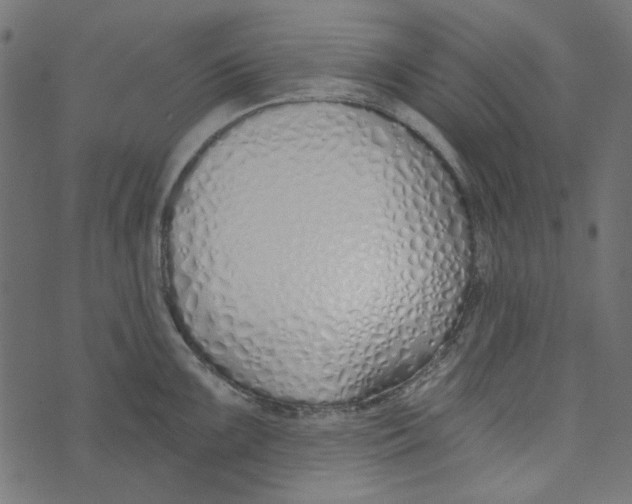 X0000072951099200608181400