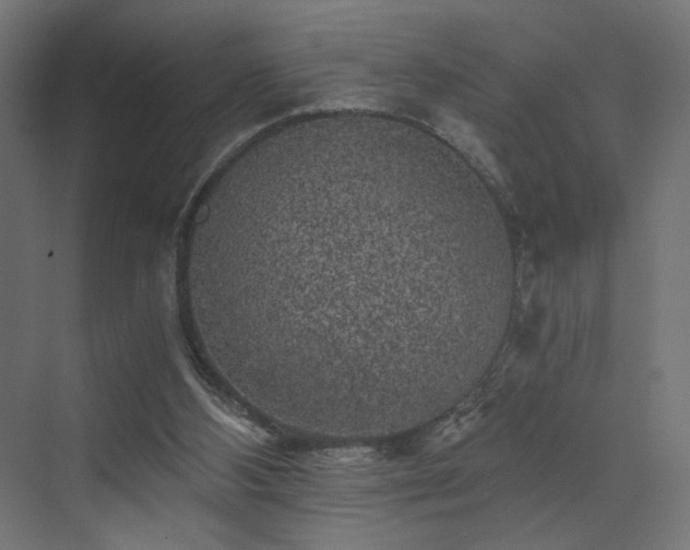 X0000072960108200607211207