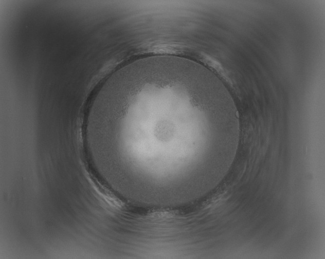 X0000072960299200607211204