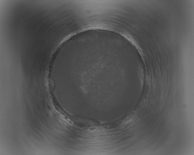 X0000072960434200607211201