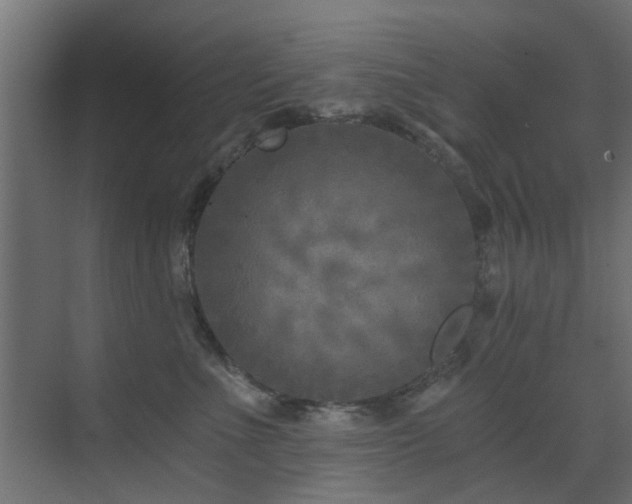 X0000072960523200607211200