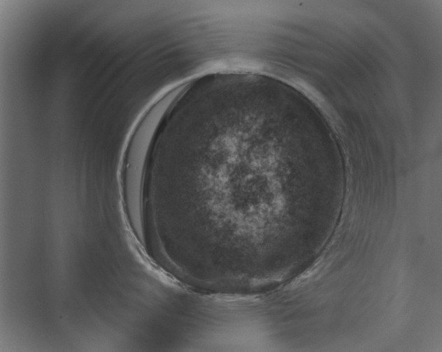 X0000072960864200607211155