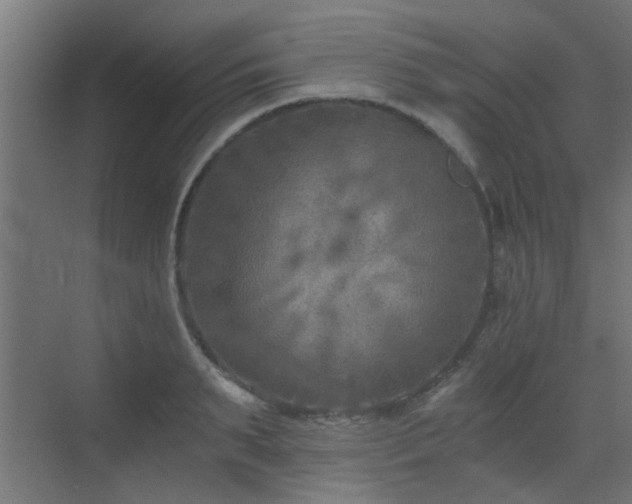 X0000072960895200607211154