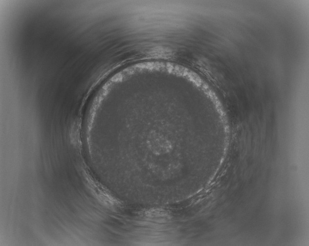 X0000072960146200607282305