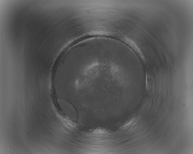 X0000072960204200607282304