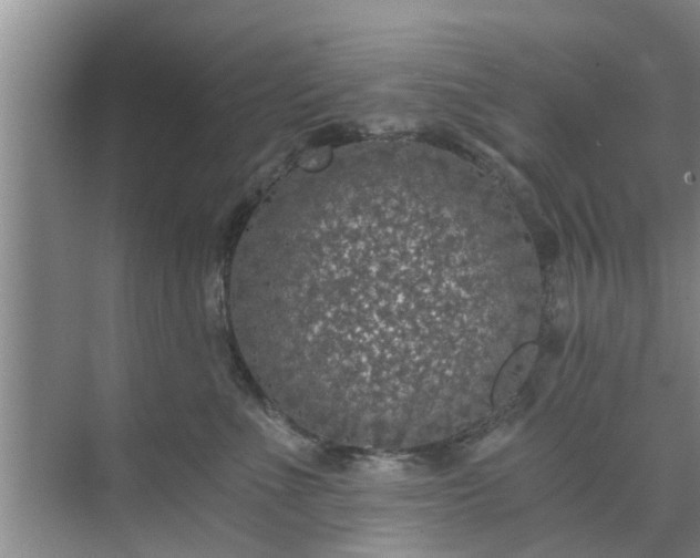 X0000072960523200607282259