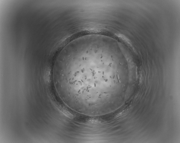 X0000072960596200607282258