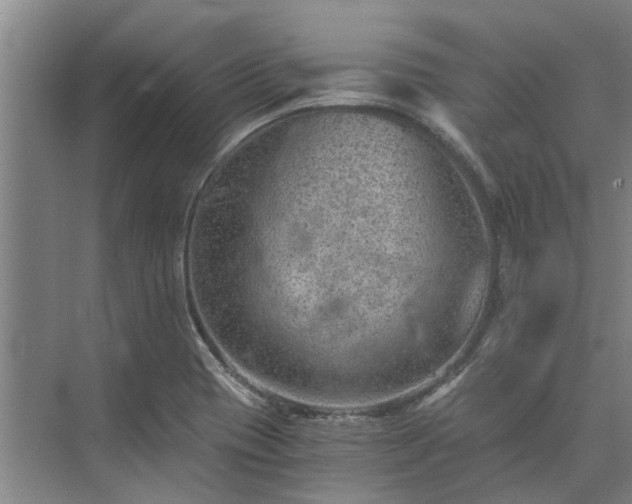 X0000072961417200607282244