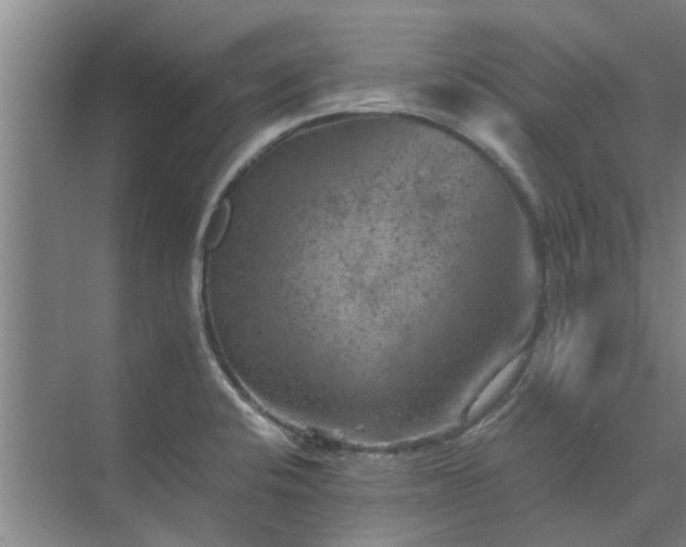 X0000072961424200607282244