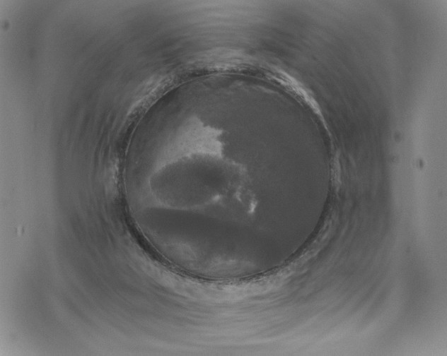 X0000072960018200608041204