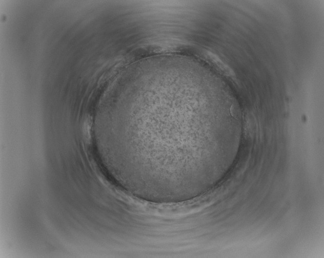 X0000072960026200608041204