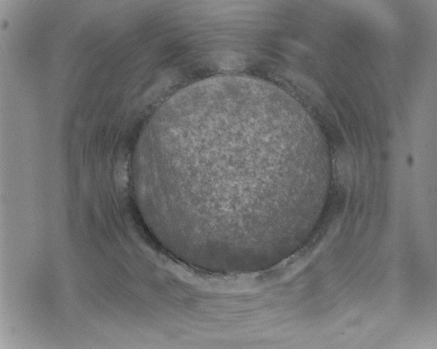 X0000072960032200608041204