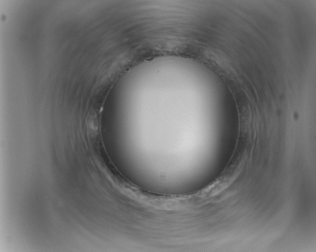 X0000072960040200608041204