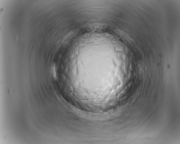 X0000072960042200608041204