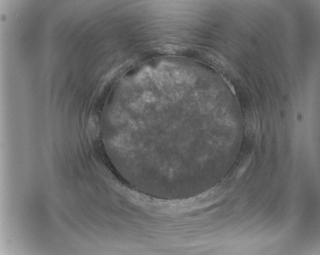 X0000072960043200608041204