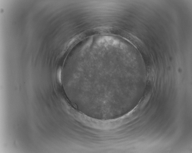 X0000072960047200608041204