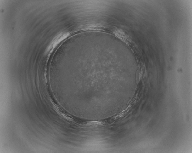 X0000072960050200608041203