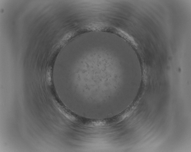 X0000072960065200608041203