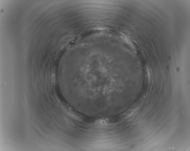 X0000072960080200608041203