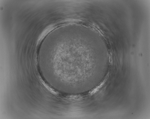 X0000072960101200608041203