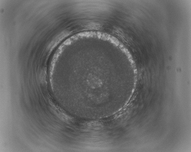 X0000072960146200608041201