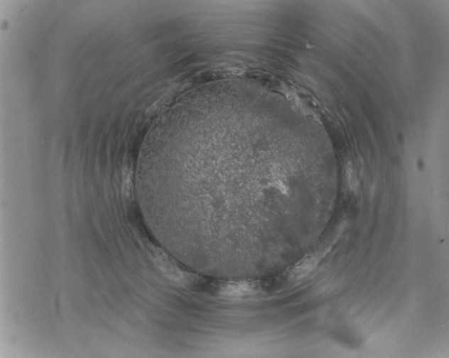 X0000072960177200608041202