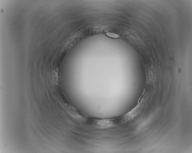 X0000072960183200608041202