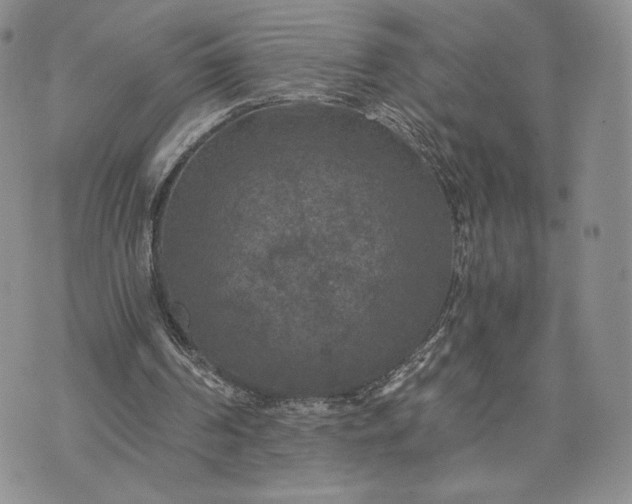 X0000072960194200608041201