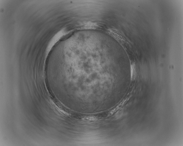 X0000072960195200608041201