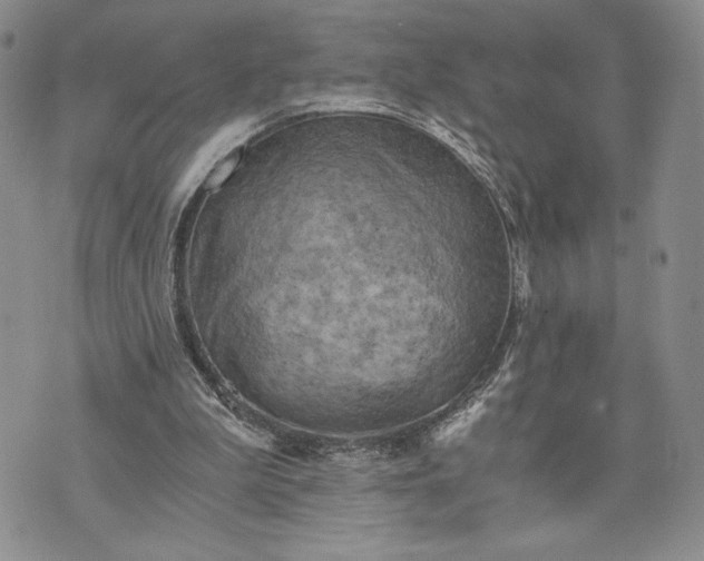 X0000072960199200608041201