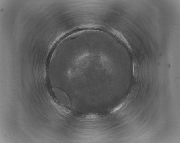 X0000072960204200608041201