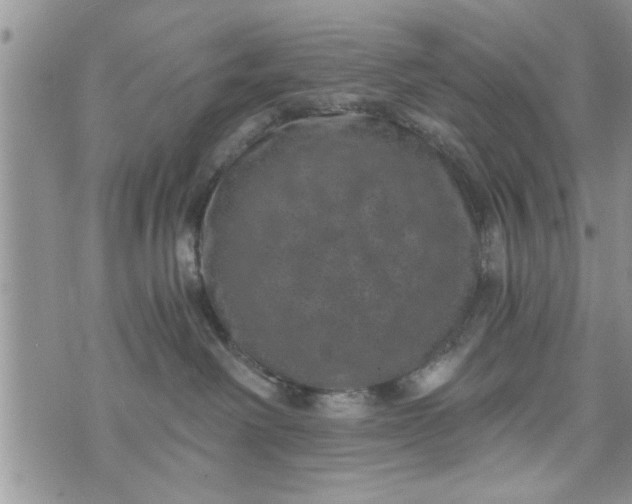 X0000072960238200608041201