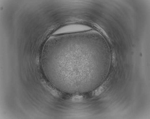 X0000072960257200608041200