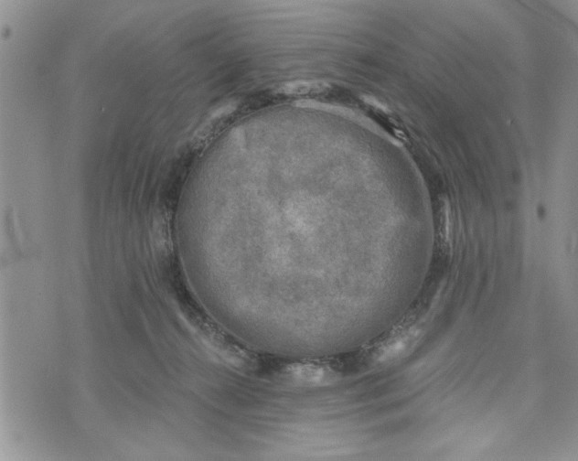 X0000072960272200608041200