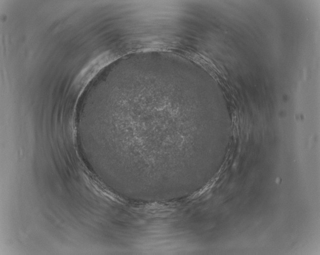 X0000072960290200608041200