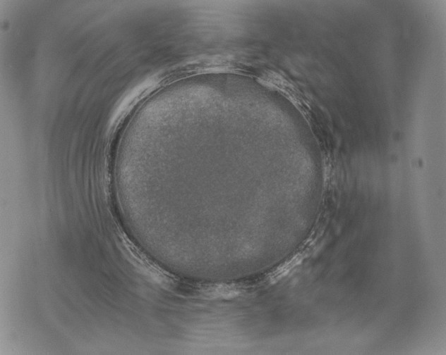 X0000072960293200608041200