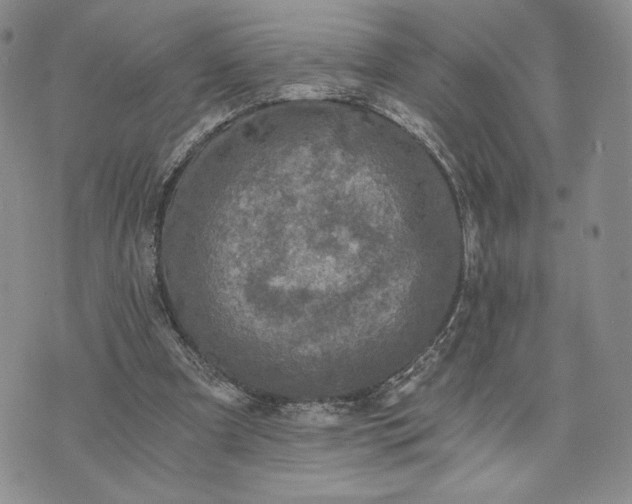 X0000072960297200608041200