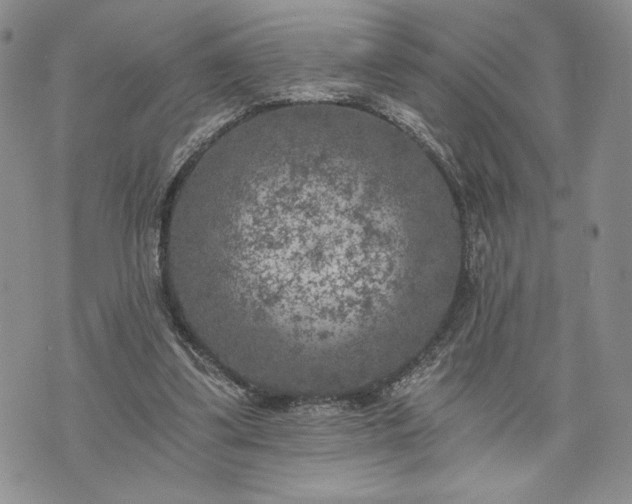 X0000072960299200608041200