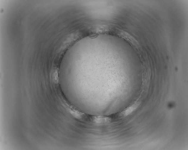 X0000072960336200608041159