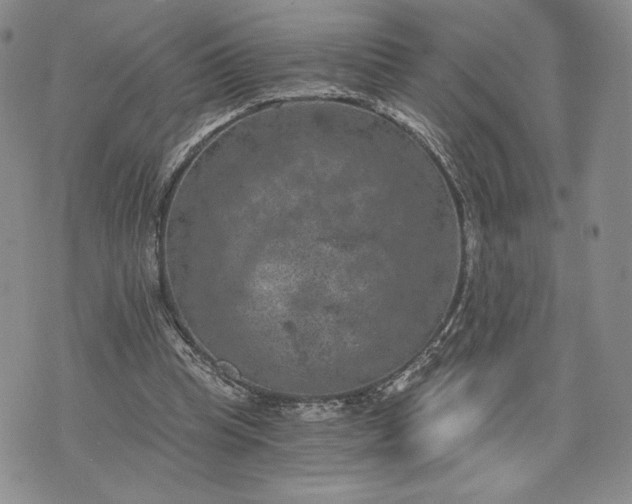 X0000072960345200608041158