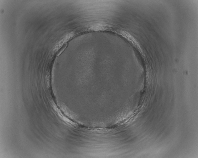 X0000072960393200608041158