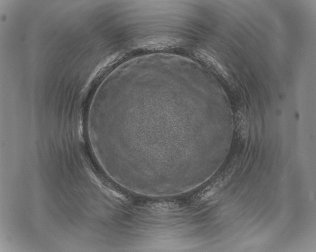 X0000072960400200608041158